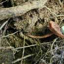 Image of Inosperma apiosmotum