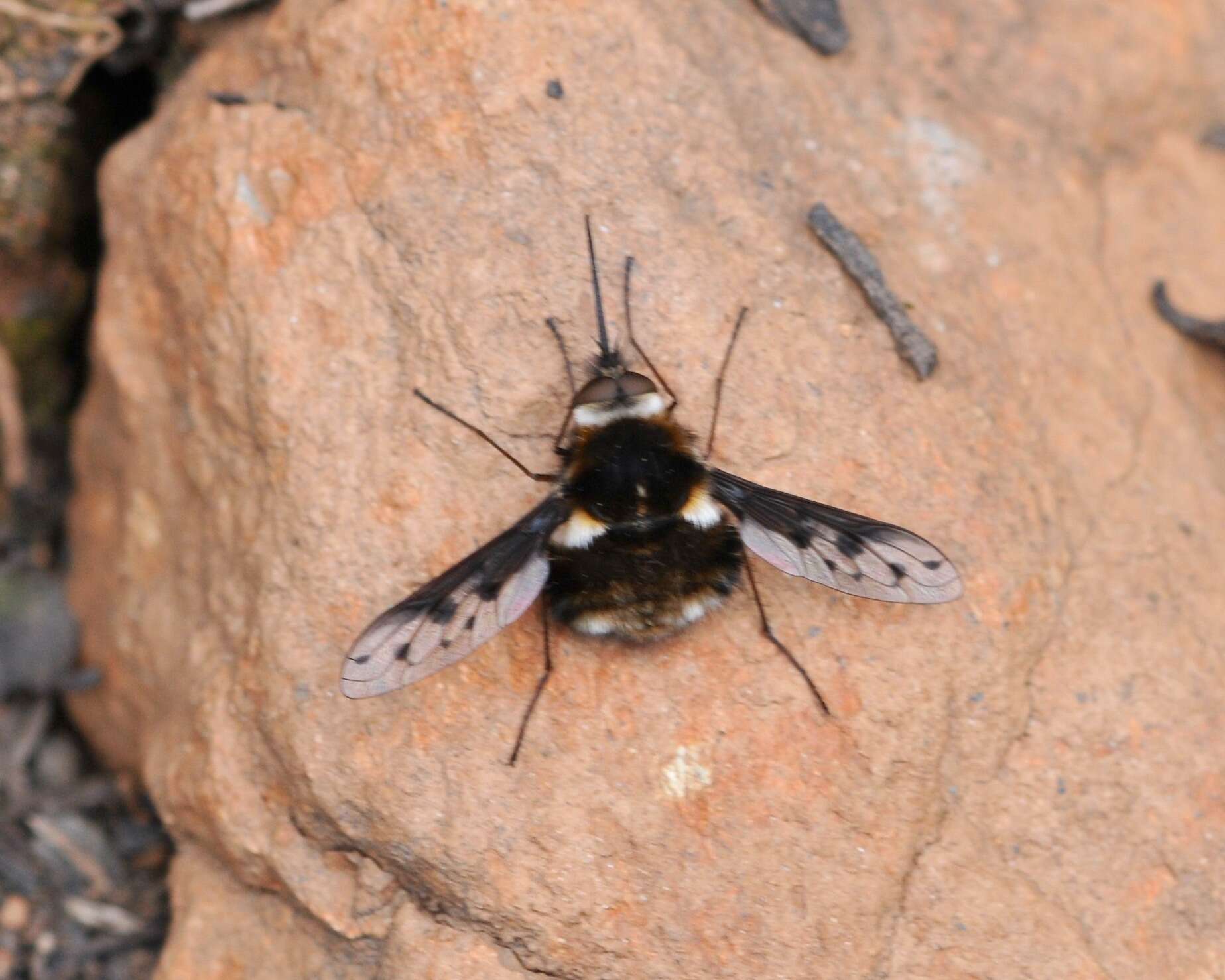 Image of Bombylius albicapillus Loew 1872