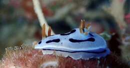 Image of Chromodoris dianae Gosliner & Behrens 1998