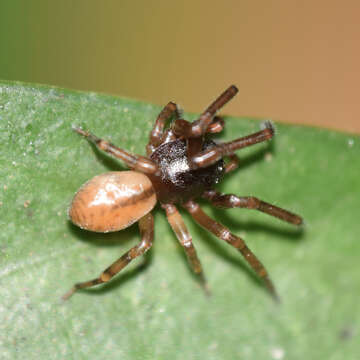 Image of Trachelas pacificus Chamberlin & Ivie 1935