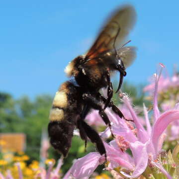 Bombus auricomus (Robertson 1903) resmi