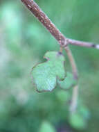 Слика од Streblus heterophyllus (Bl.) Corner