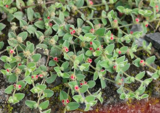 Imagem de Indigofera cordifolia Roth