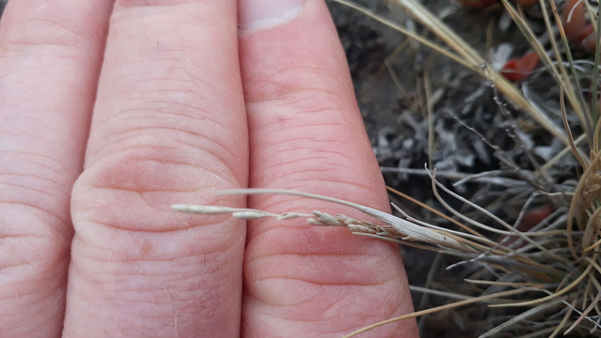 Plancia ëd Puccinellia stricta (Hook. fil.) Blom