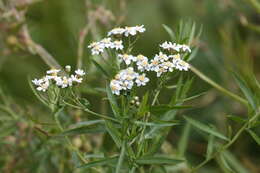 Image of Achillea salicifolia Bess.