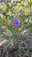 Plancia ëd Ruellia californica subsp. peninsularis (Rose) T. F. Daniel