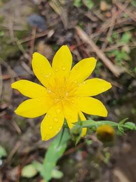 Imagem de Blackstonia grandiflora (Viv.) Pau