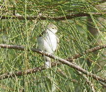 Image of Mangrove Gerygone