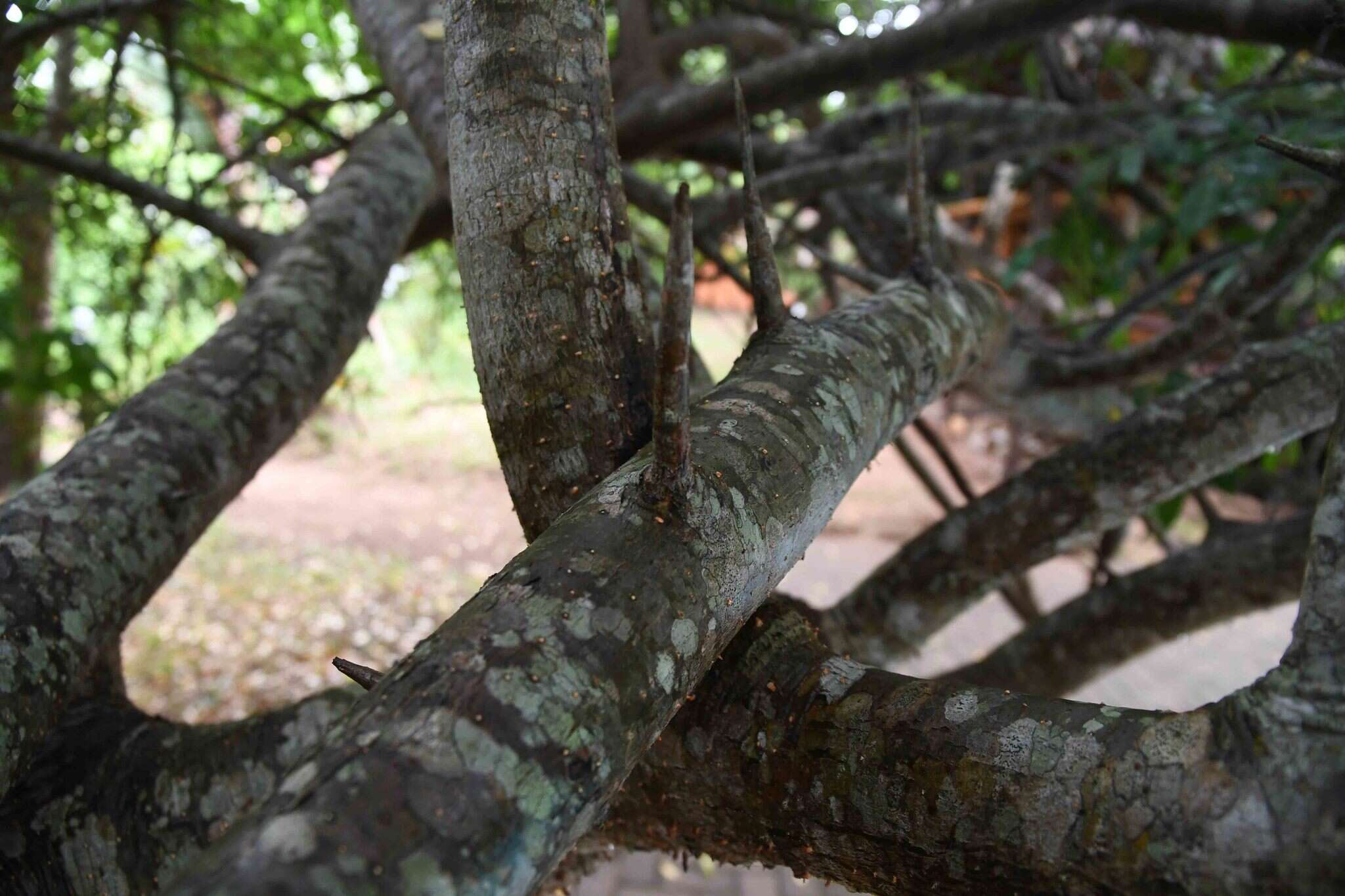 Image of Commiphora schlechteri Engl.