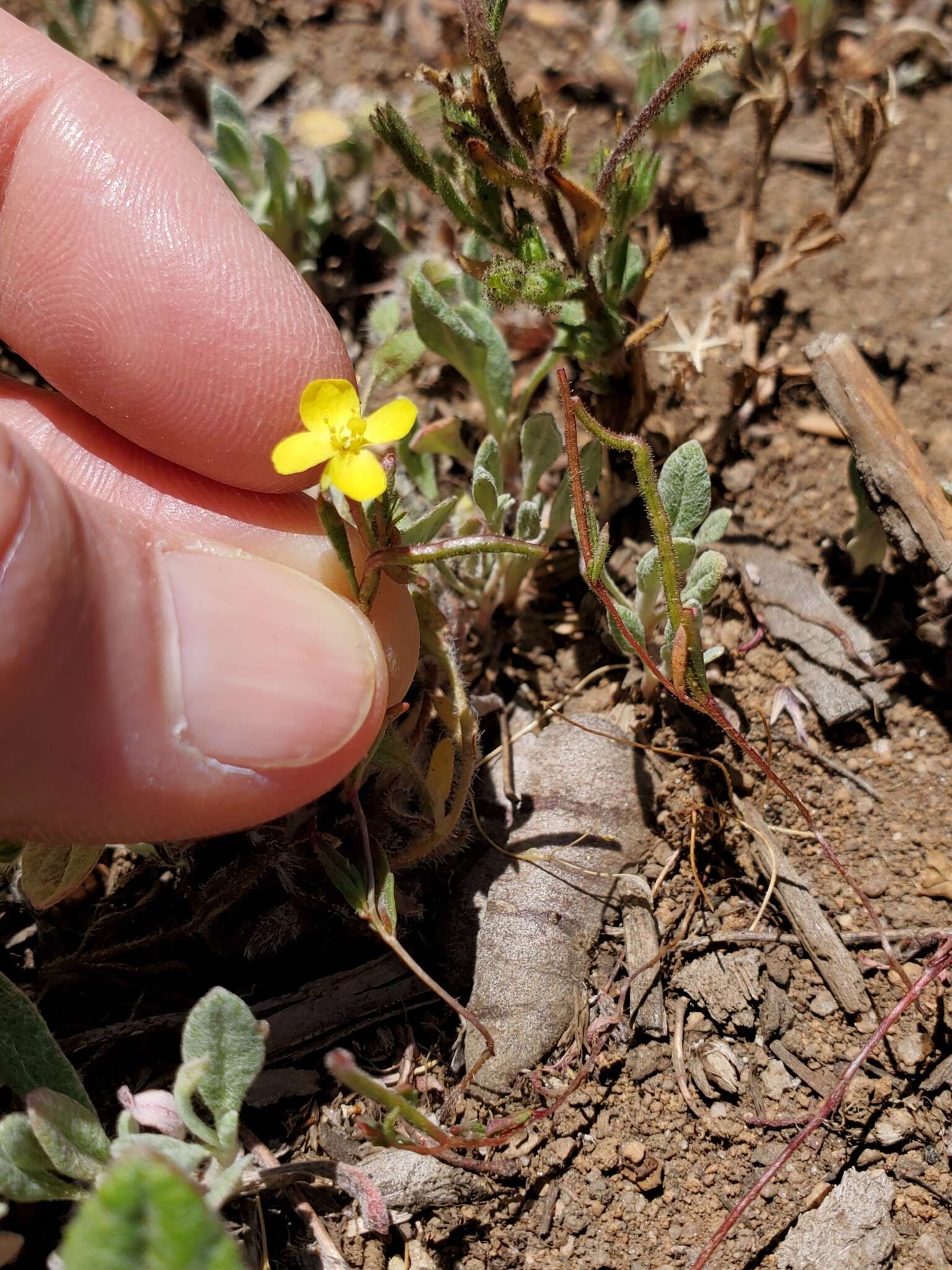 Image of Sierra suncup