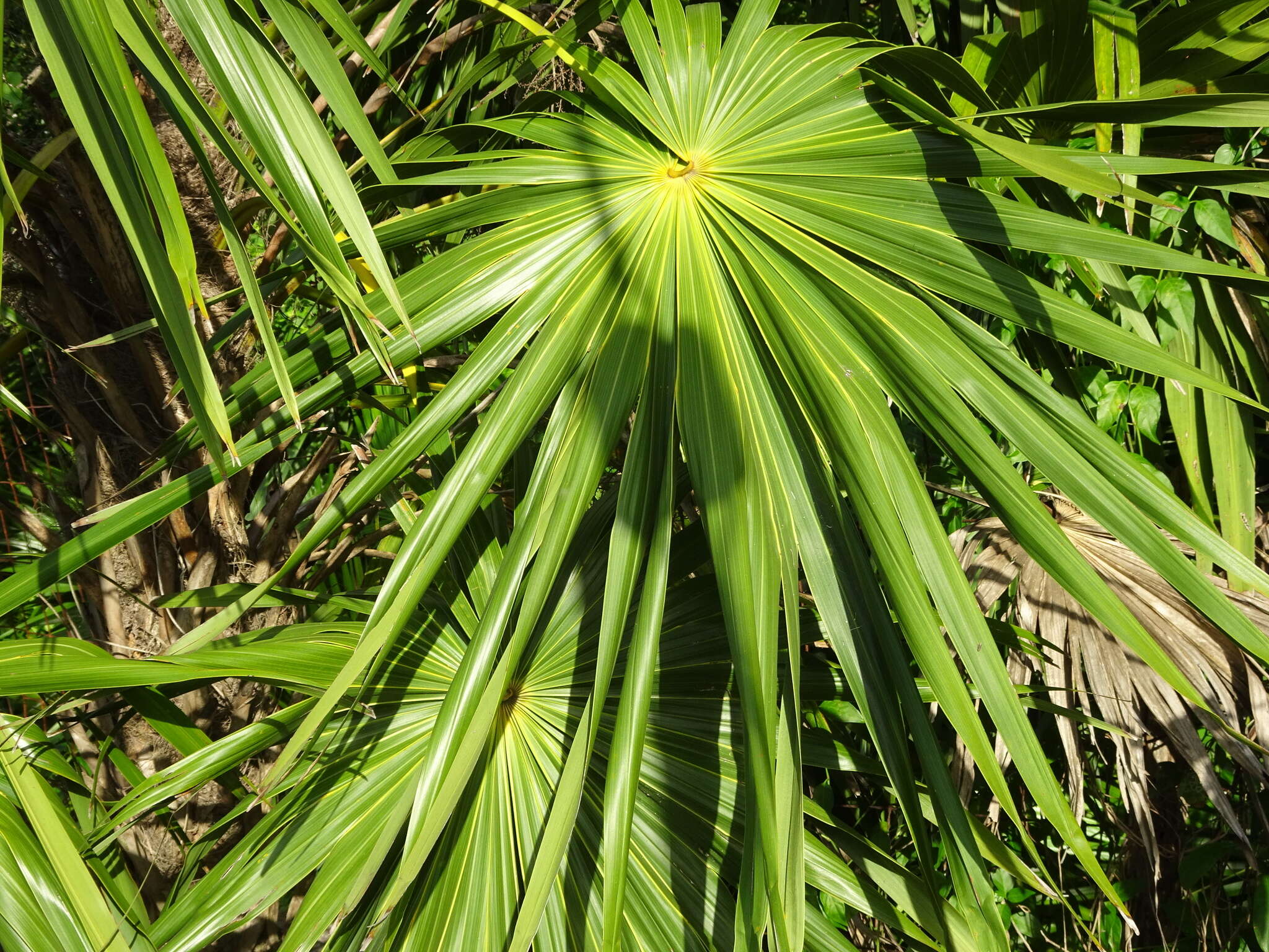 Image of thatch palm