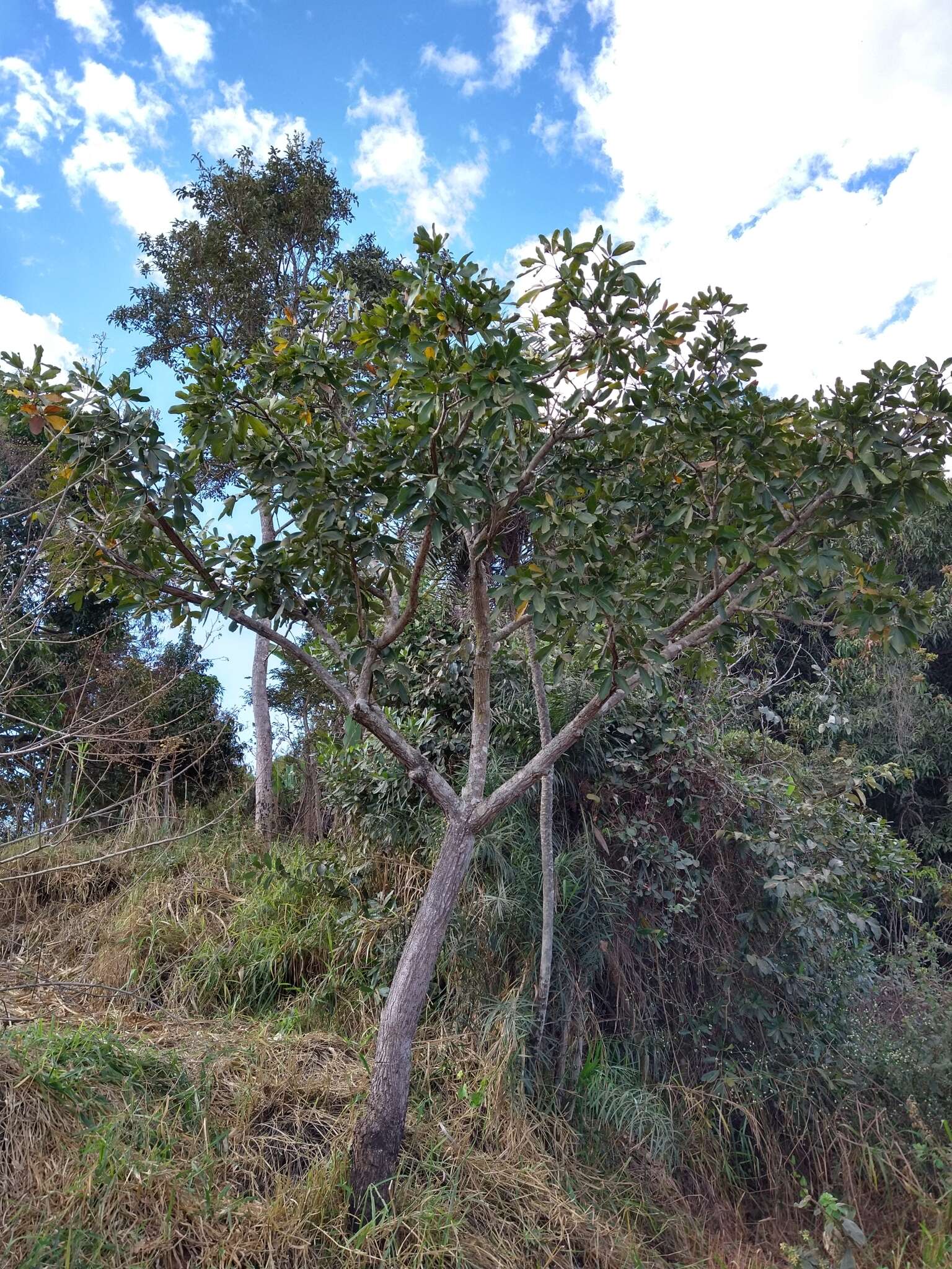 Imagem de Eriotheca gracilipes (K. Schum.) A. Robyns