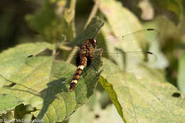 Image of Black Pondhawk