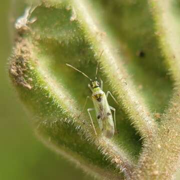 Image of Tupiocoris notatus (Distant 1893)