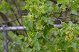 صورة Ptelea trifoliata subsp. trifoliata
