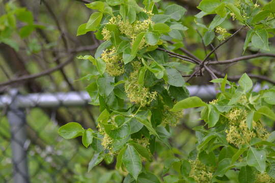 Image of common hoptree