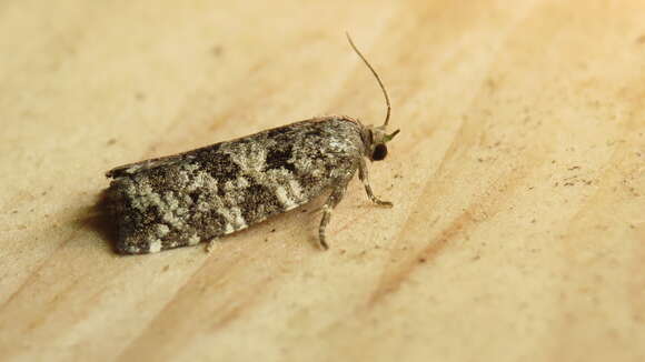 Image of Spring Spruce Needle Moth