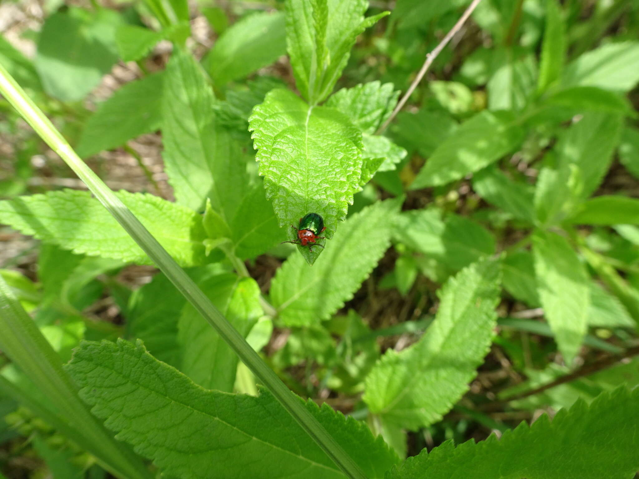 Image of flea beetle