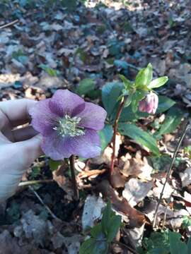 Image of lenten-rose