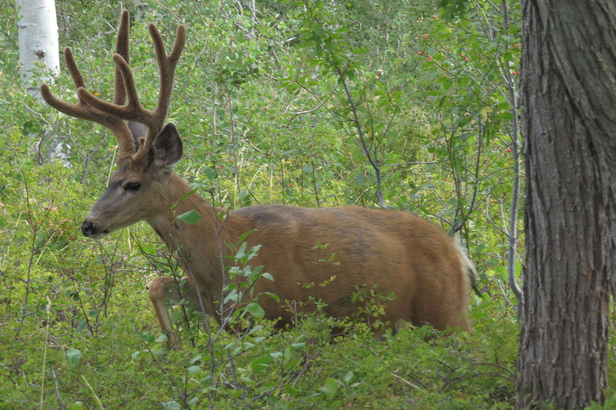 Image of Odocoileus hemionus hemionus (Rafinesque 1817)