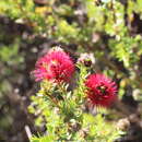 Imagem de Melaleuca purpurea (Lindl.) Craven & R. D. Edwards