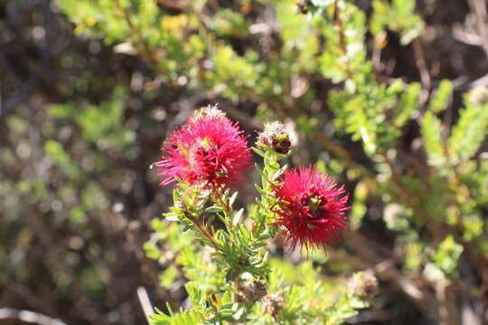 Image of Melaleuca purpurea (Lindl.) Craven & R. D. Edwards