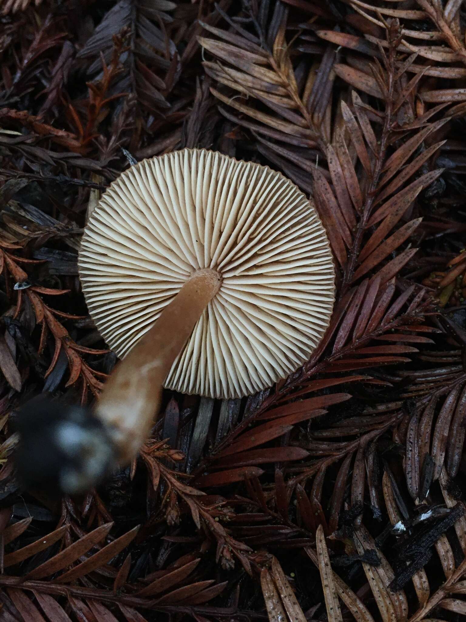 Image of Rhodophana nitellina (Fr.) Papetti 2014