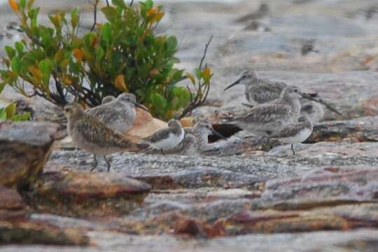 Image of Great Knot