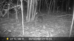 Image of Brush-tailed porcupine