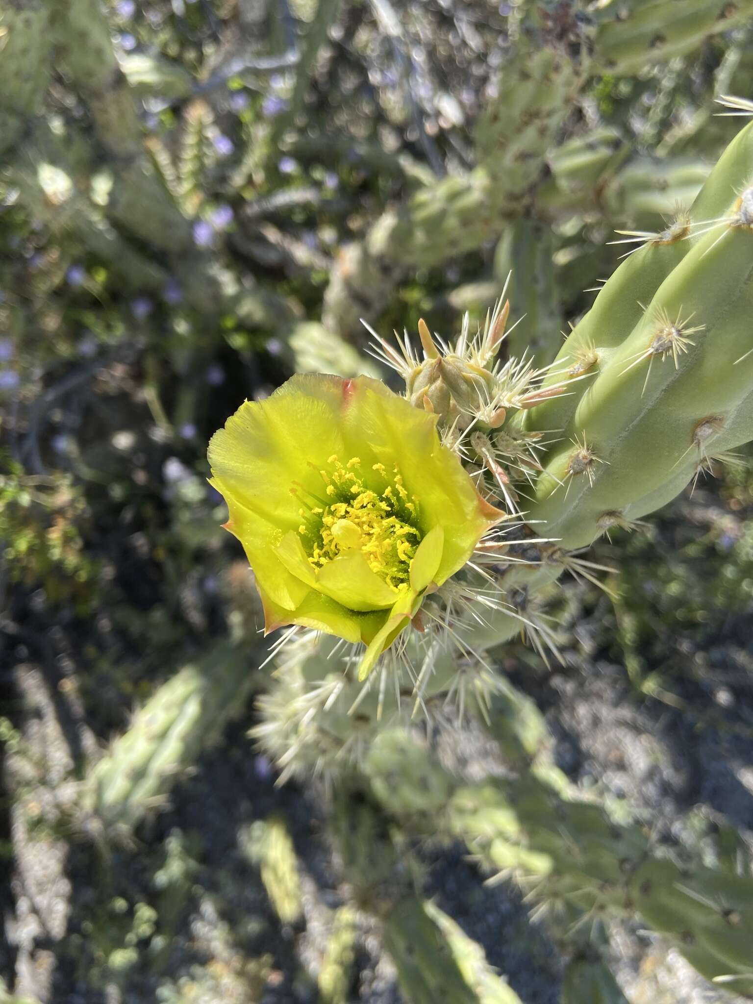 Image de Cylindropuntia californica var. delgadilloana (Rebman & Pinkava) Rebman