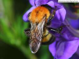 Слика од Bombus opulentus Smith 1861