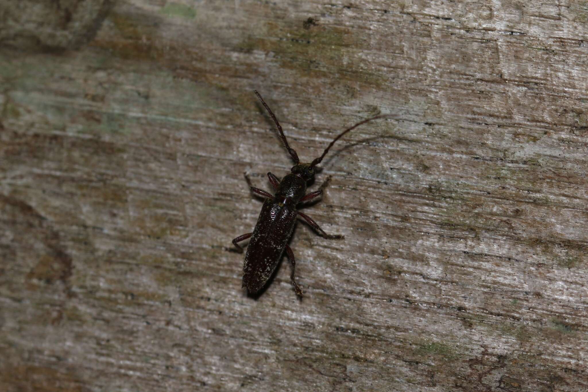 صورة Elaphidion glabriusculum (Bates 1885)