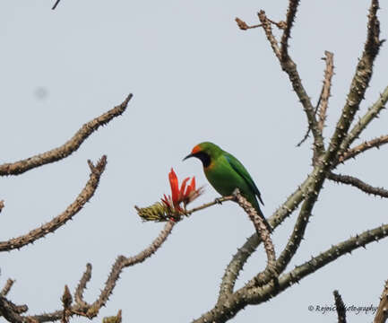 Image of Golden-fronted Leafbird