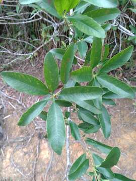 Plancia ëd Photinia wrightiana Maxim.