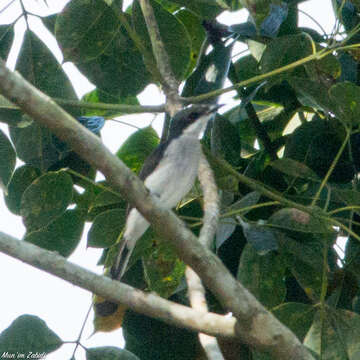 Image of Black-winged Flycatcher-shrike