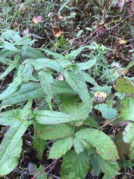 Image of thoroughwort