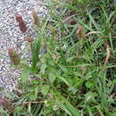 Image of Agastache pallidiflora var. greenei (Briq.) R. W. Sanders