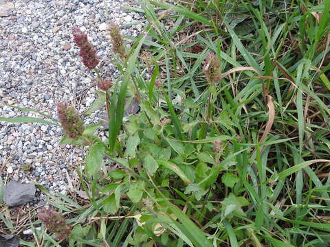 Image of Agastache pallidiflora var. greenei (Briq.) R. W. Sanders