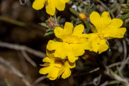 Image of Hibbertia axillibarba J. R. Wheeler