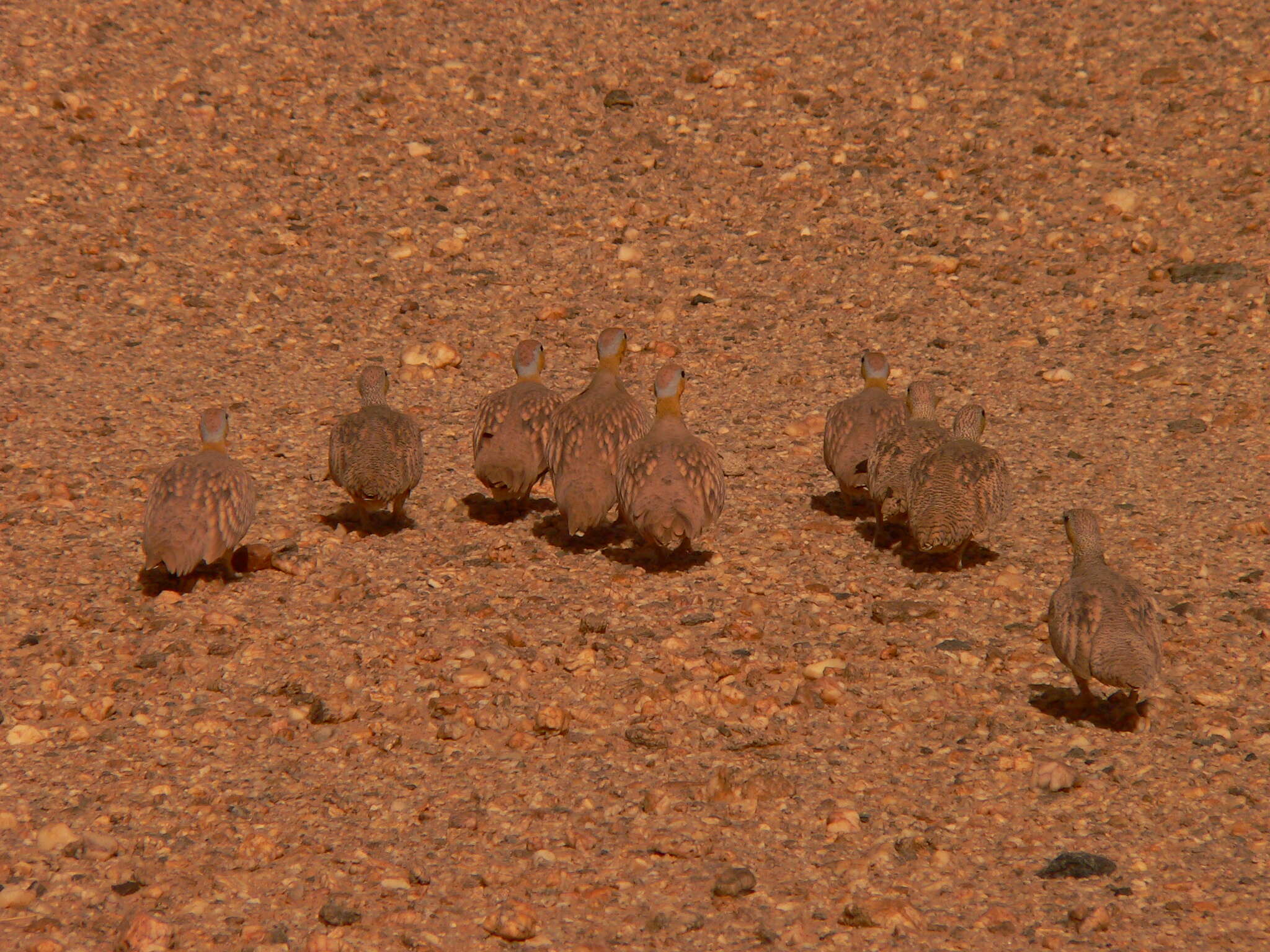 Image of Crowned Sandgrouse