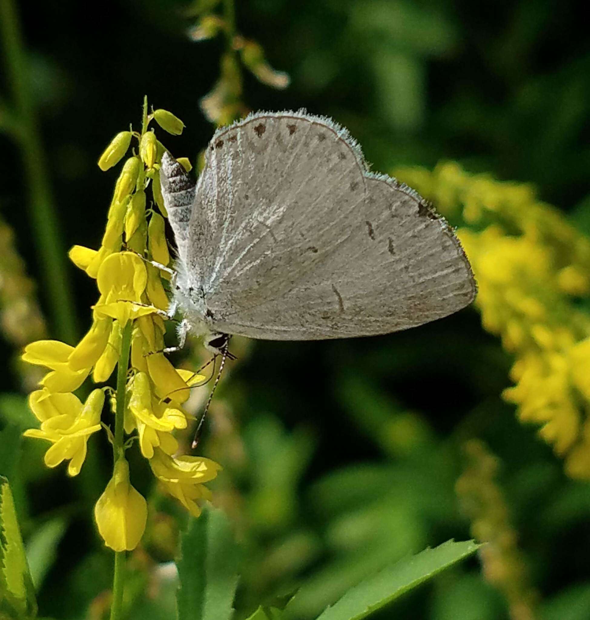 Image of <i>Celastrina neglectamajor</i>