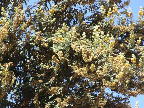 Image of Buddleja coriacea Remy