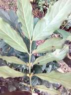 Lasianthus verticillatus (Lour.) Merr. resmi