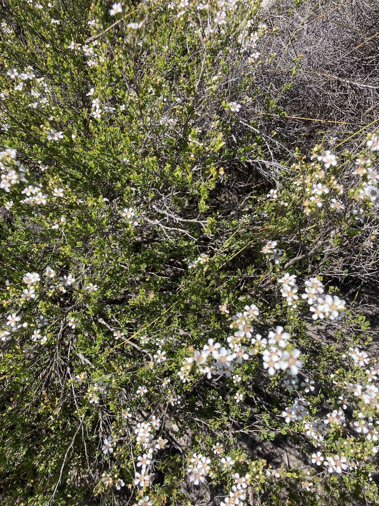 Sivun Leptospermum oligandrum Turcz. kuva