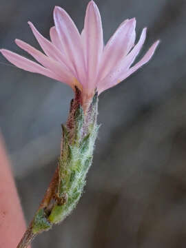 Plancia ëd Lessingia arachnoidea Greene