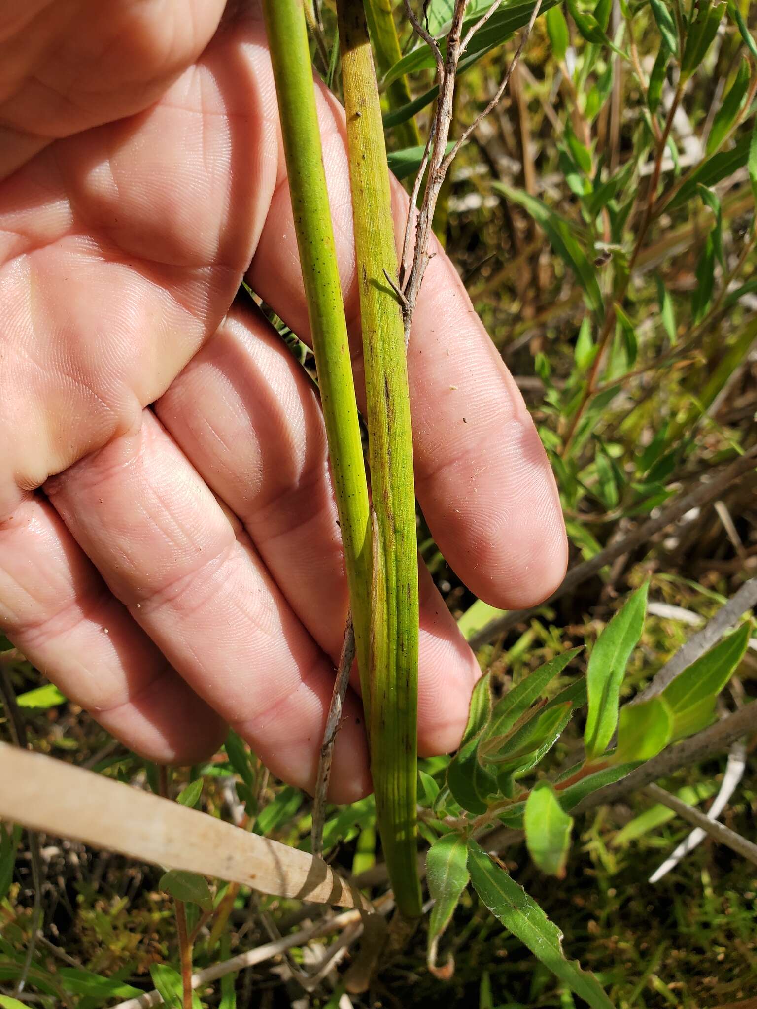 Image of Juncus polycephalus Michx.