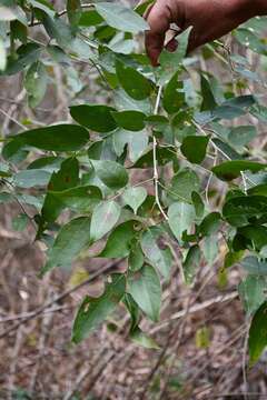 Image de Dalbergia calycina Benth.