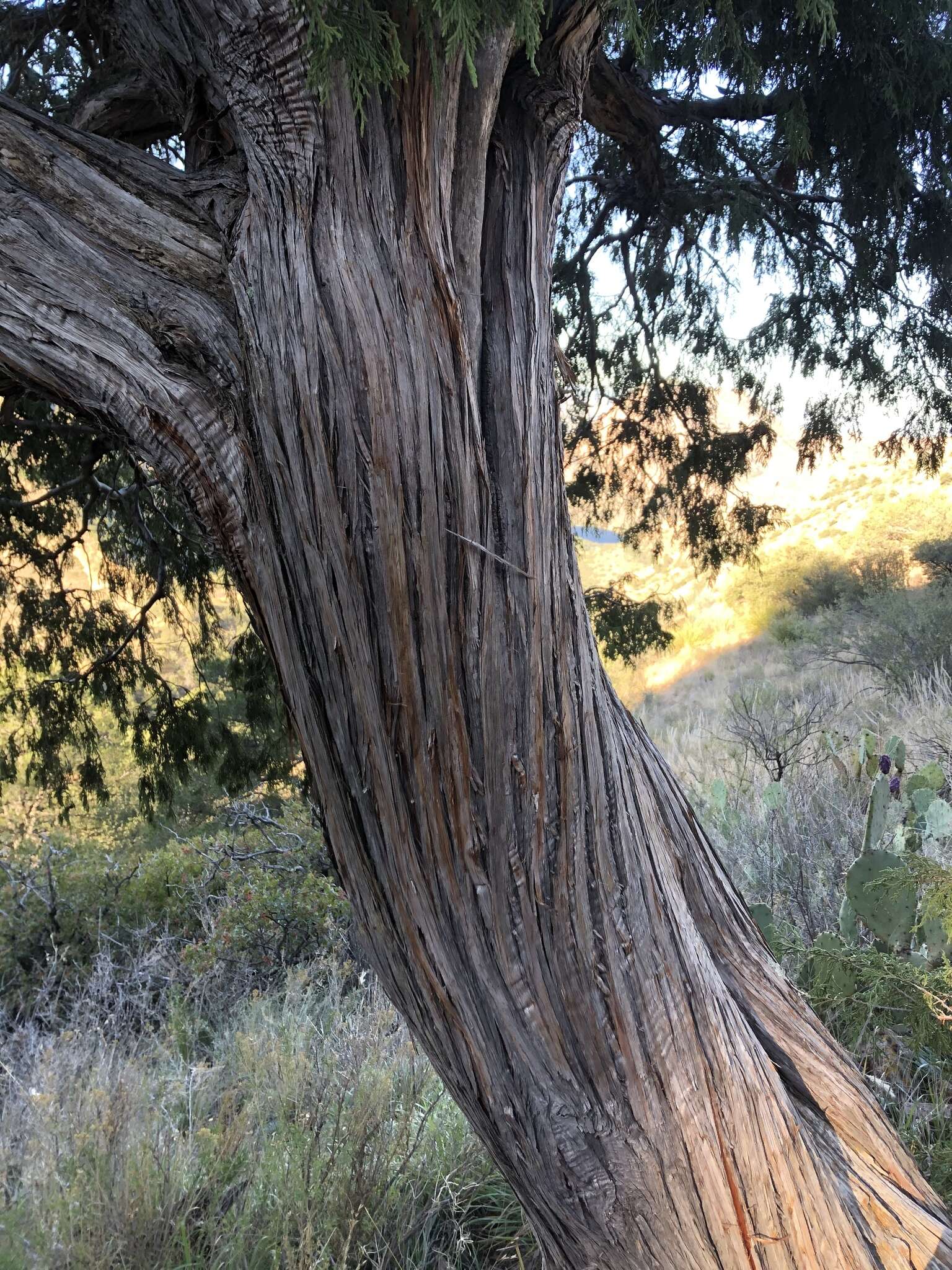 Image of Drooping Juniper