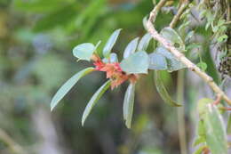 Image of Nematanthus tessmannii (Hoehne) Chautems