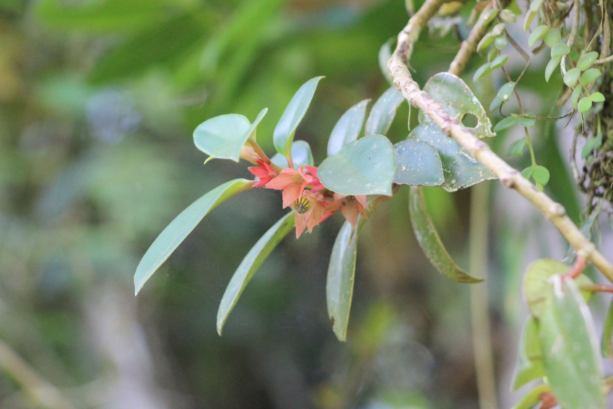 Image of Nematanthus tessmannii (Hoehne) Chautems